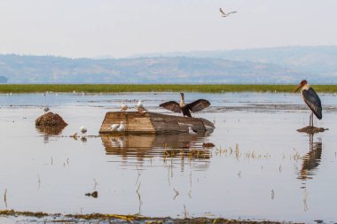 Mısır kazı ve martı sabah Awassa Gölü 'nde Etiyopya' daki Awassa balıkçılık pazarına yakın balık bekliyor.