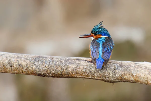 Malachite Kingfisher Reggel Awassa Tónál Etiópiai Awassa Halászati Piacához Közel — Stock Fotó