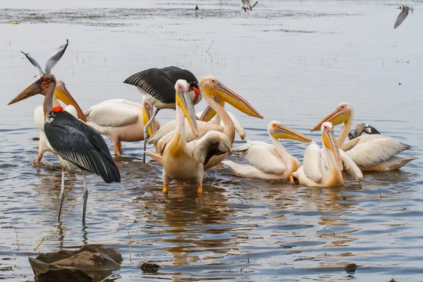 Pelicans Great White Pelican Marabou Gull Morning Lake Awassa Close — Stock Photo, Image