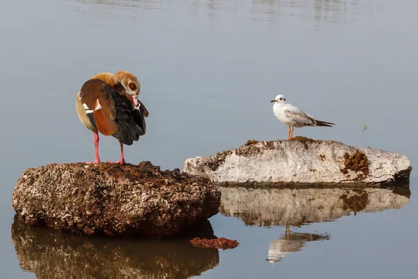 Angsa Mesir Dan Burung Camar Pagi Hari Danau Awassa Dekat — Stok Foto