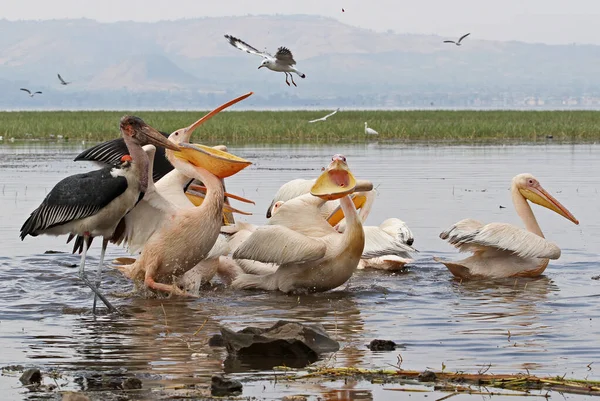 Pelikáni Velký Bílý Pelikán Marabou Racek Dopoledních Hodinách Lake Awassa — Stock fotografie