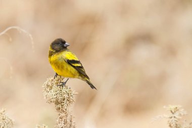 Ethiopian Siskin or Black-headed Siskin, an endemic bird in the Bale Mountains in Ethiopia with copy space clipart