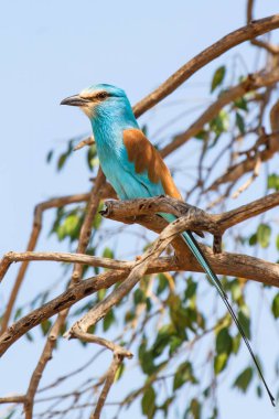 Abyssinian Roller in a tree in the remote Awash National Park in Ethiopia clipart