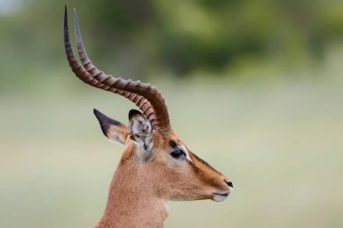 Güney Afrika 'daki Kruger Ulusal Parkı' nda yeşil mevsimde bir erkek impalanın portresi.