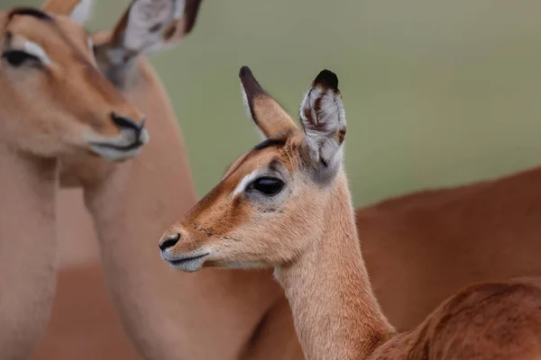 Porträtt Ung Impala Kruger Nationalpark Sydafrika Den Gröna Säsongen — Stockfoto