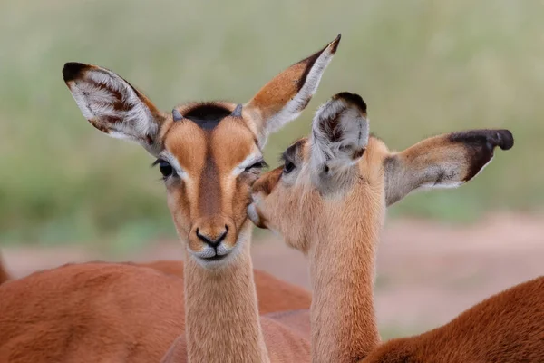 Portret Van Twee Jonge Impala Met Affectie Kruger National Park — Stockfoto