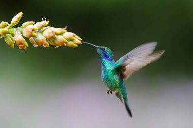 Sinekkuşu - Yeşil menekşe kulaklı Colibri thalassinus), San Gerardo del Dota, Savegre, Kosta Rika 'nın güzel bir çiçeğinden nektar toplamak için uçar. Doğadan aksiyon vahşi yaşam sahnesi.