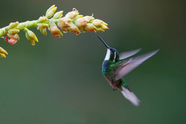Hummingbird, White-throated Mountain-gem (Lampornis castaneoventris) flying next to a bromelia toget nectar in San Gerardo del dota, Savegre, Costa Rica clipart