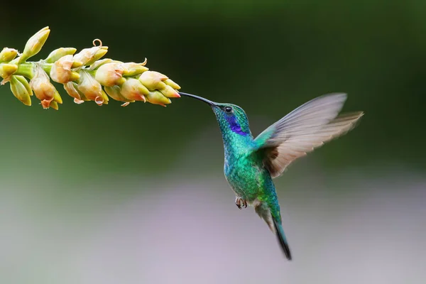 Sinekkuşu - Yeşil menekşe kulaklı Colibri thalassinus), San Gerardo del Dota, Savegre, Kosta Rika 'nın güzel bir çiçeğinden nektar toplamak için uçar. Doğadan aksiyon vahşi yaşam sahnesi.