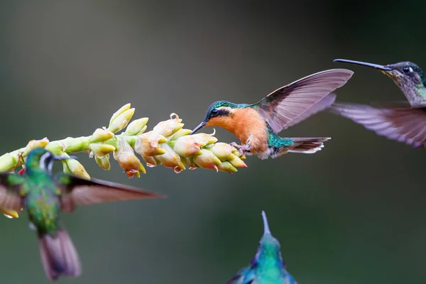 Colibrí Garganta Blanca Hembra Gema Montañosa Sentada Una Hermosa Flor — Foto de Stock