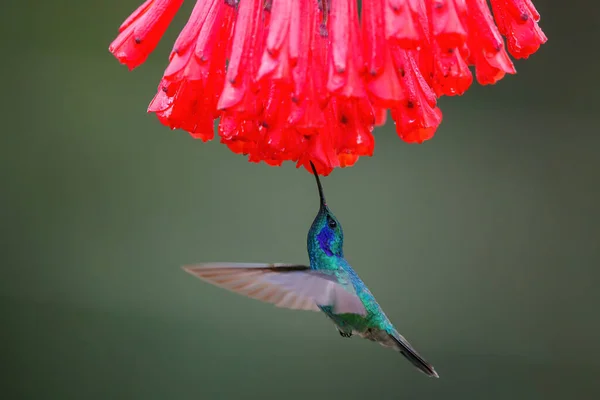 Hummingbird Vihreä Violetti Korva Colibri Thalassinus Lentää Poimia Nektaria Kaunis — kuvapankkivalokuva