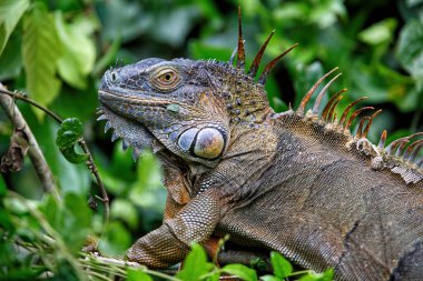Yeşil İguana (Iguana iguana) Tortuguero Ulusal Parkı, Kosta Rika, Orta Amerika.