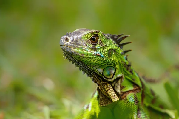 Зеленая Игуана Iguana Iguana Национальном Парке Тачугеро Коста Рика Центральная — стоковое фото