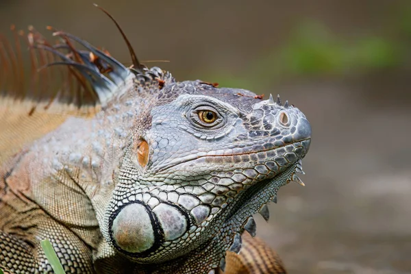 Зеленая Игуана Iguana Iguana Национальном Парке Тачугеро Коста Рика Центральная — стоковое фото