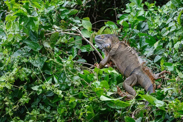 Зеленая Игуана Iguana Iguana Национальном Парке Тачугеро Коста Рика Центральная — стоковое фото