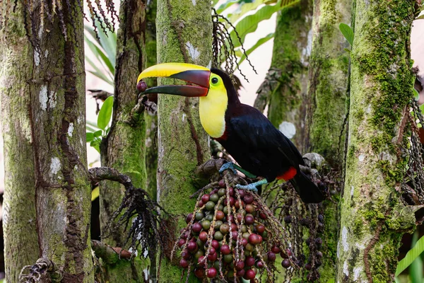 Ramphastos Ambiguus Swainsonii Toucan Met Kastanje Swainsons Geelkeeltoekan Een Palmboom — Stockfoto