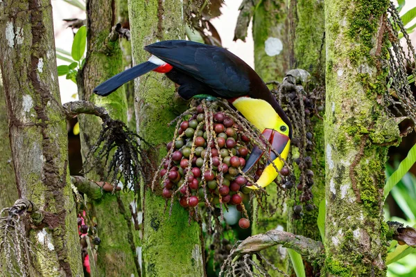 Kastanj Mandible Toucan Eller Swainsons Toucan Ramphastos Tvetydiga Swainsonii Gulstrupig — Stockfoto