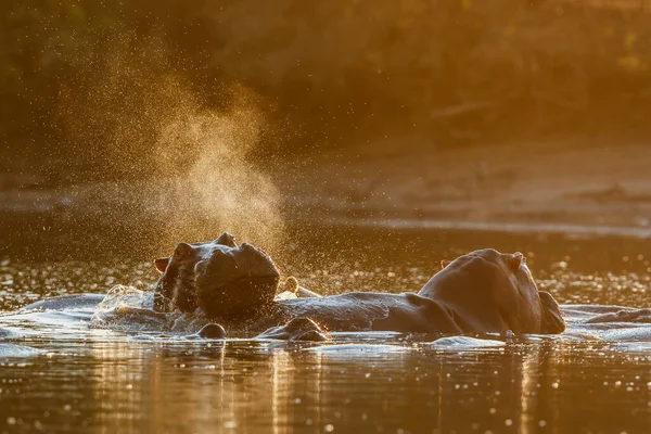 Hipopótamo Faz Spray Água Com Luz Fundo Durante Pôr Sol — Fotografia de Stock