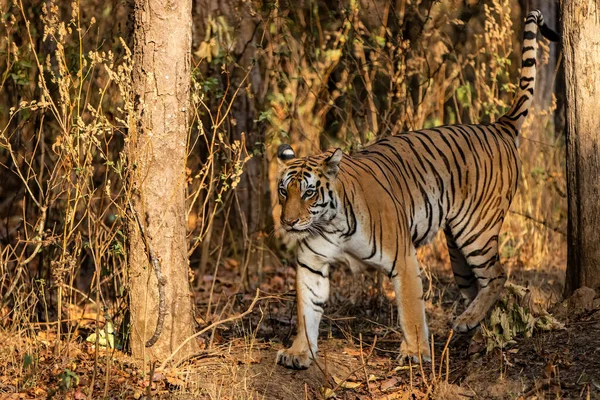 Tigre Fêmea Caminhando Floresta Parque Nacional Kanha Índia — Fotografia de Stock