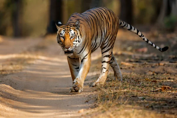 Tygrys Kobieta Chodzenie Lesie Parku Narodowego Kanha Indiach — Zdjęcie stockowe