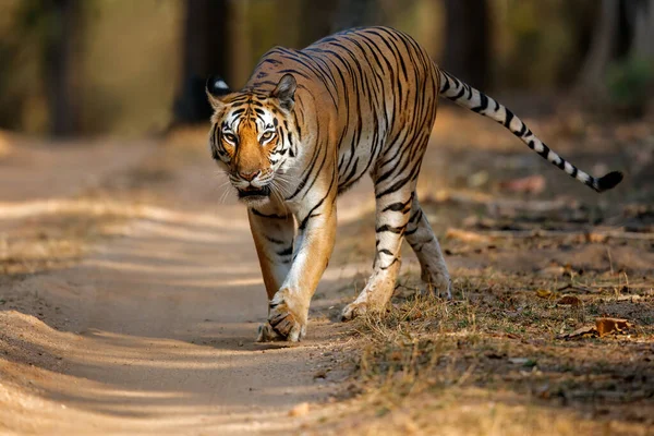 Tijger Vrouwtje Wandelen Het Bos Van Kanha National Park India — Stockfoto