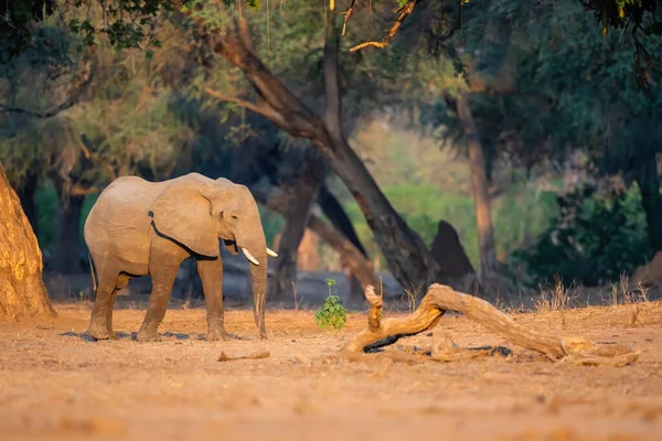 Elefante Toro Caminando Entre Gran Trsse Del Bosque Del Parque — Foto de Stock