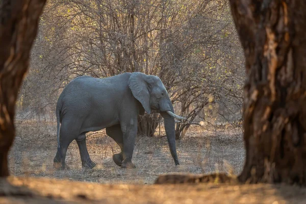 Elefántbika Sétál Zimbabwei Mana Pools Nemzeti Park Erdeje Között — Stock Fotó