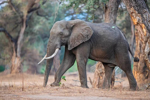 Elefántbika Sétál Zimbabwei Mana Pools Nemzeti Park Erdeje Között — Stock Fotó