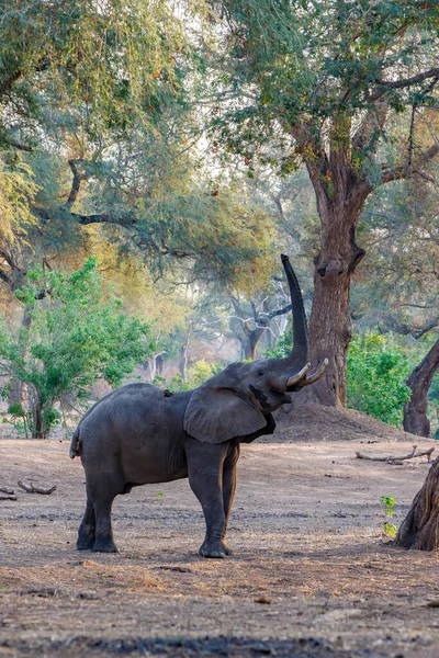 Elefántbika Gyümölcsért Levelekért Nyúl Zimbabwei Mana Medencék Nemzeti Park Erdejének — Stock Fotó