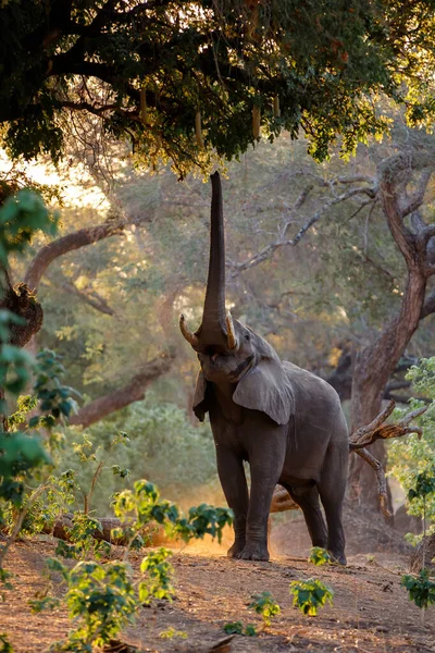 Elefántbika Gyümölcsért Levelekért Nyúl Zimbabwei Mana Medencék Nemzeti Park Erdejének — Stock Fotó