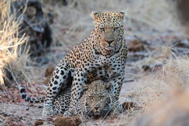 Güney Afrika 'nın Büyük Kruger Bölgesi' nde Sabi Kumları 'nda leopar çiftleşen çift.