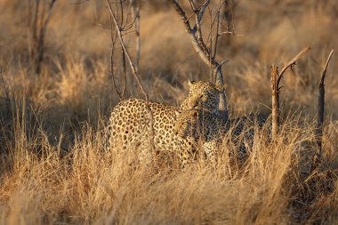 Güney Afrika 'nın Büyük Kruger Bölgesi' nde Sabi Kumları 'nda leopar çiftleşen çift.