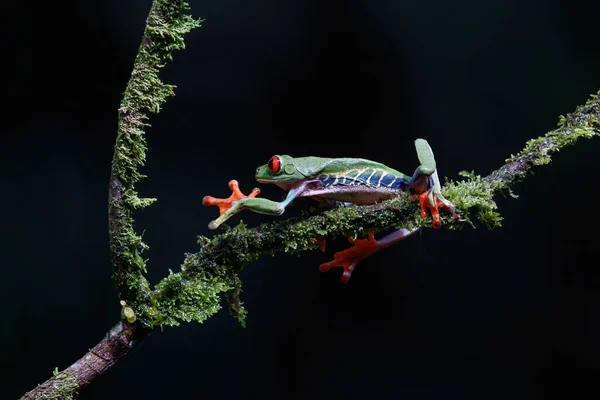 Βάτραχος Κόκκινα Μάτια Agalychnis Callidryas Που Κάθεται Υποκατάστημα Κοντά Στο — Φωτογραφία Αρχείου