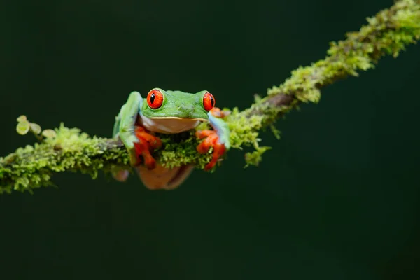 Žabák Červenooký Agalychnis Callidryas Sedící Větvi Poblíž Sarapiqui Kostarice — Stock fotografie