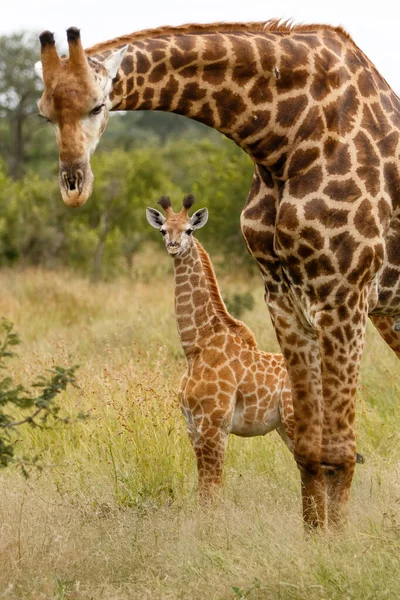 Girafa Mãe Bebê Parque Nacional Kruger África Sul — Fotografia de Stock
