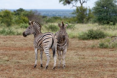 Zebra in Kruger National Park in South Africa clipart