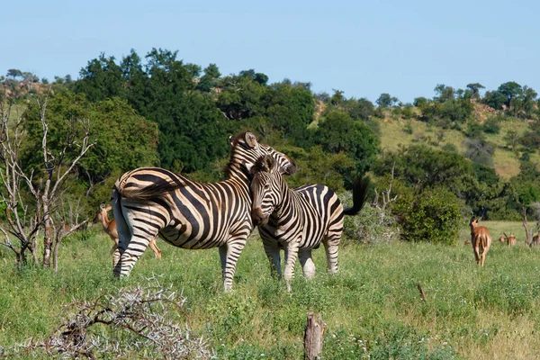 Zebra Parque Nacional Kruger África Sul — Fotografia de Stock
