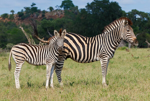 Zebra in Kruger National Park in South Africa