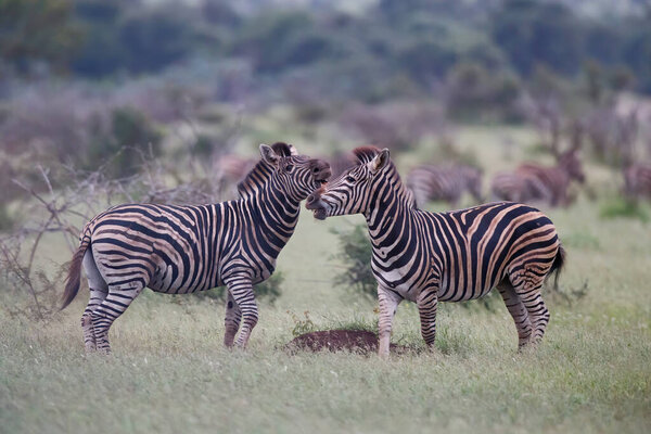 Zebra fight in the last light of the day in Kruger National Park in South Africa