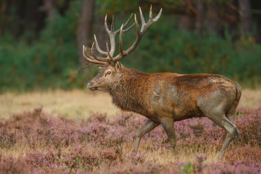 Hollanda 'daki Ulusal Park Hoge Veluwe ormanında çiftleşme mevsiminde kızıl geyik.