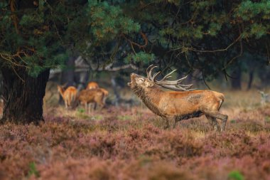 Red deer stag bellowing in the rutting season on the heath in the forest of National Park Hoge Veluwe in the Netherlands clipart