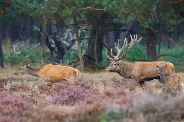 Hollanda 'daki Ulusal Park Hoge Veluwe ormanındaki çalılıklarda çiftleşme mevsiminde bir dişiyi takip eden kızıl geyik.