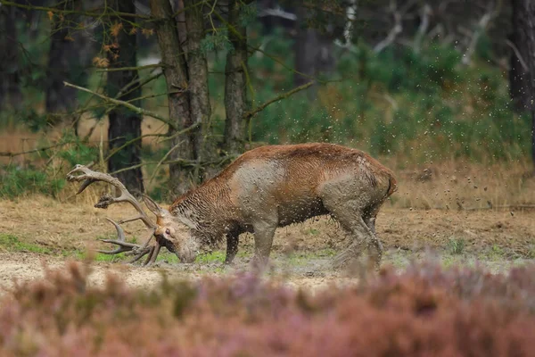 Veado Vermelho Tomando Banho Lama Temporada Rutting Saúde Floresta Parque — Fotografia de Stock