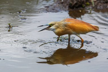 Squacco Heron Güney Afrika 'daki Kruger Ulusal Parkı' nda küçük bir balık yiyor.