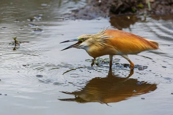 Squacco Heron Eating Small Fish Kruger National Park South Africa — Stock Photo, Image