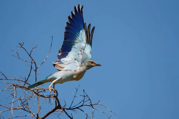 Rolo Europeu Voando Para Longe Topo Arbusto Parque Nacional Kruger — Fotografia de Stock