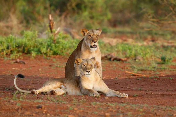 Two Lionesses Look Plain Together Game Reserve South Africa — Stock Photo, Image