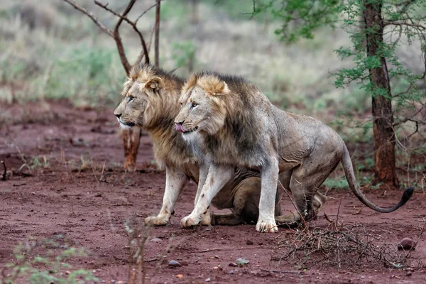 Dos Machos Leones Levantan Simultáneamente Una Reserva Caza Sudáfrica — Foto de Stock