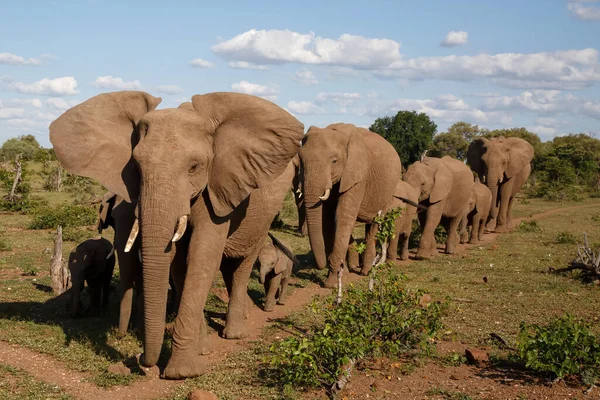Olifanten Kudde Wandelen Mashatu Game Reserve Het Tuli Block Botswana — Stockfoto