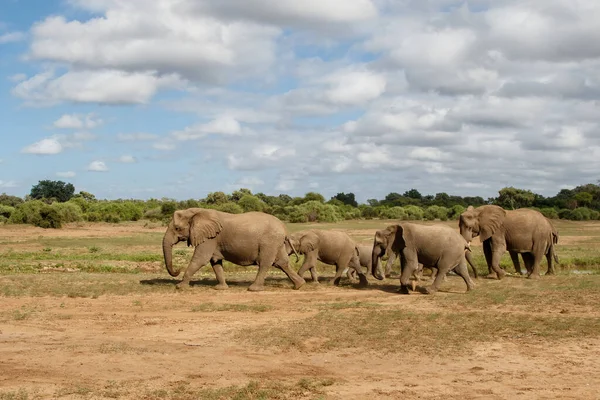 Olifanten Kudde Wandelen Mashatu Game Reserve Het Tuli Block Botswana — Stockfoto